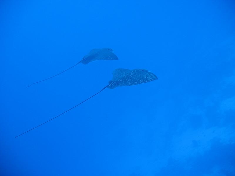 2013 02 18 Yann (15) Fatu.JPG